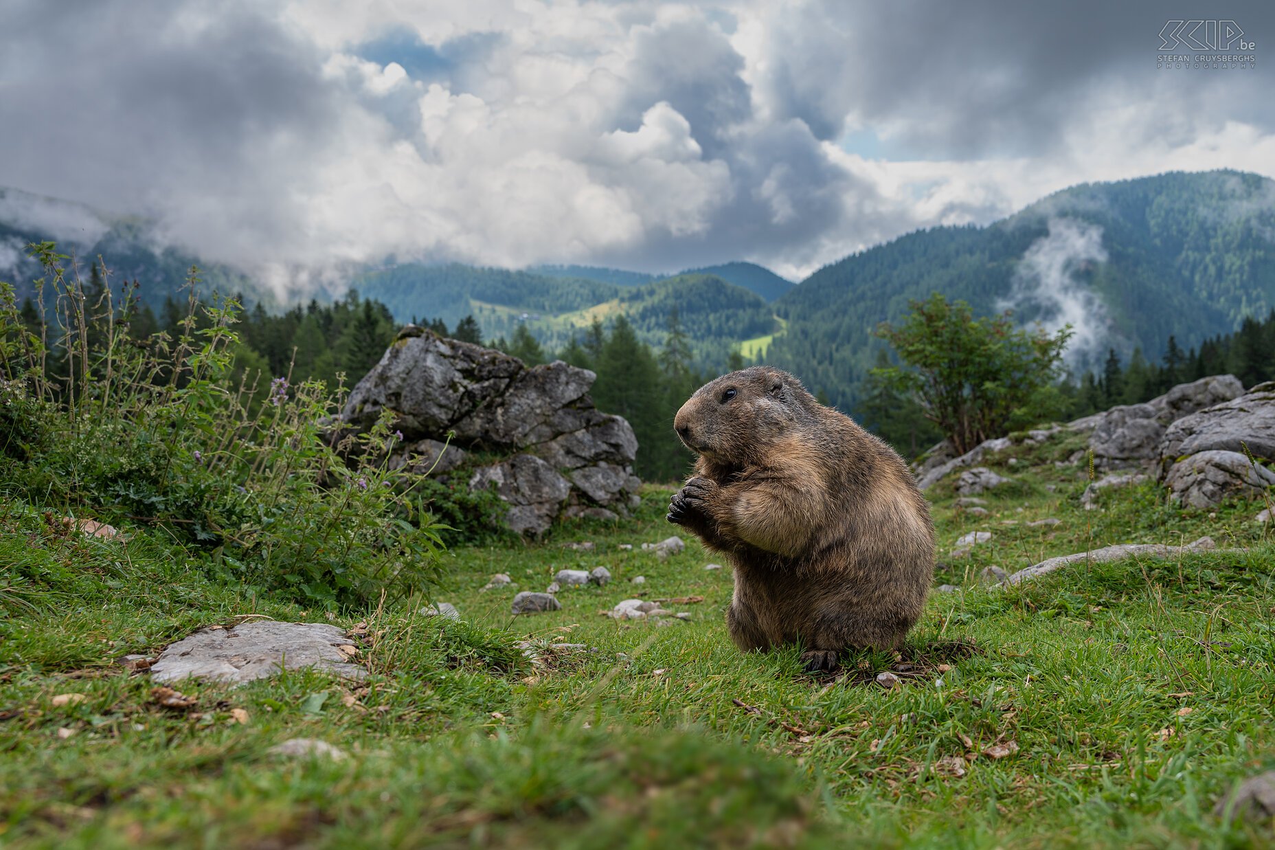 Bachalm - Alpine marmot In the valley of Bachalm near Filzmoos there lives a large colony of alpine marmots (Marmota marmota) or murmeltieren in German. They are not shy and come close to walkers who have food with them. The alpine marmot feeds on grasses, herbs and sometimes they also eats flowers, unripe fruits and roots. It is a diurnal animal that lives in a family group in a deep, extensive tunnel system, a castle. Stefan Cruysberghs